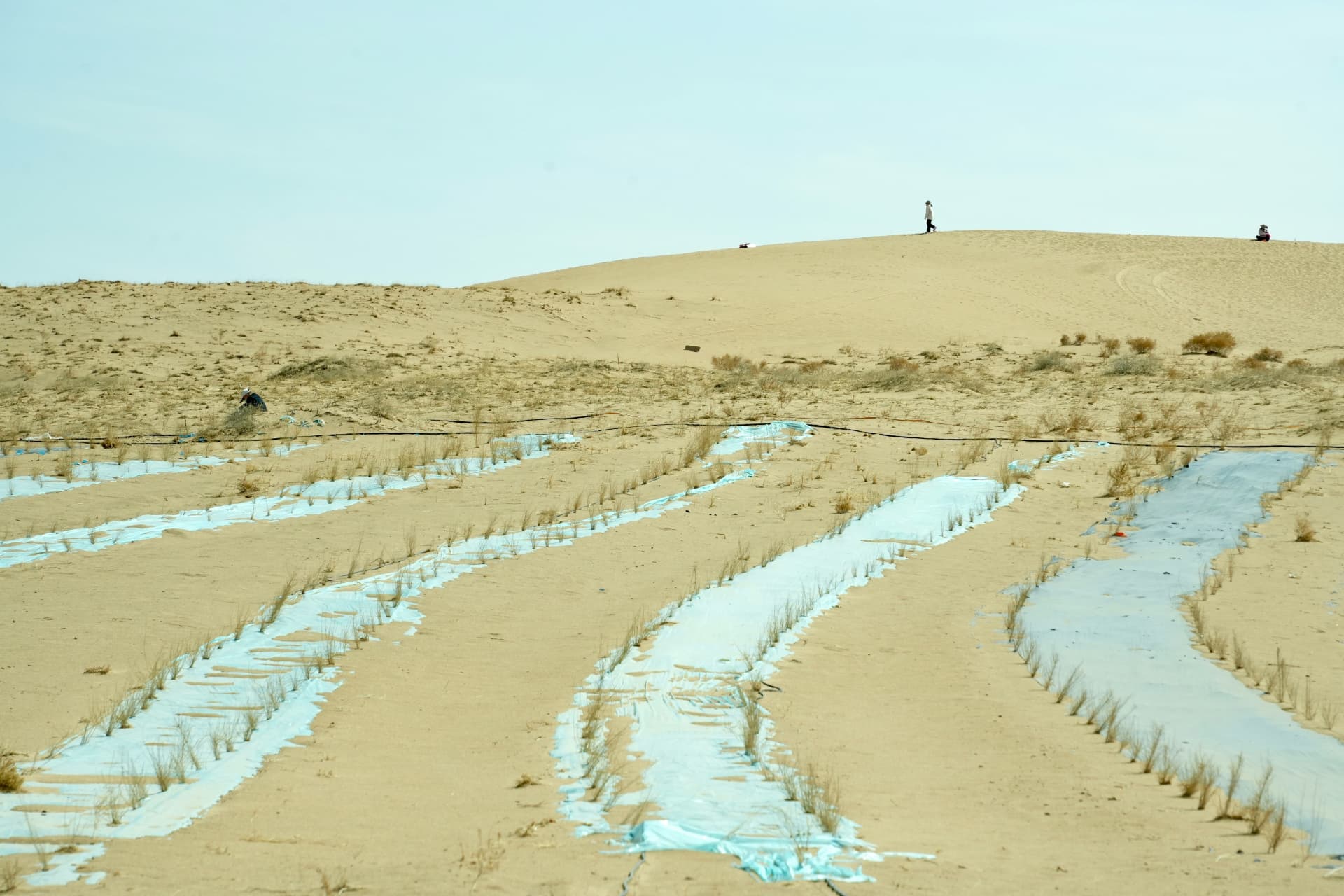 Arid dunes with sparse planted rows and irrigation lines under a pale sky (stock photo)
